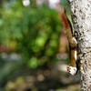 王宮の主