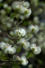 Flowering dogwood