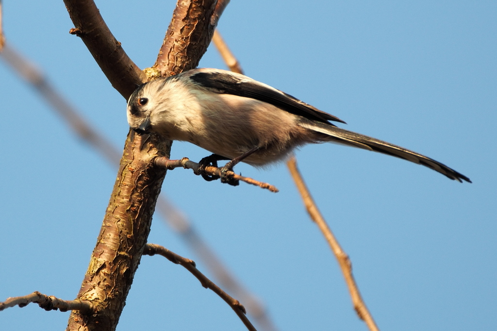 Long-tailed tit -1