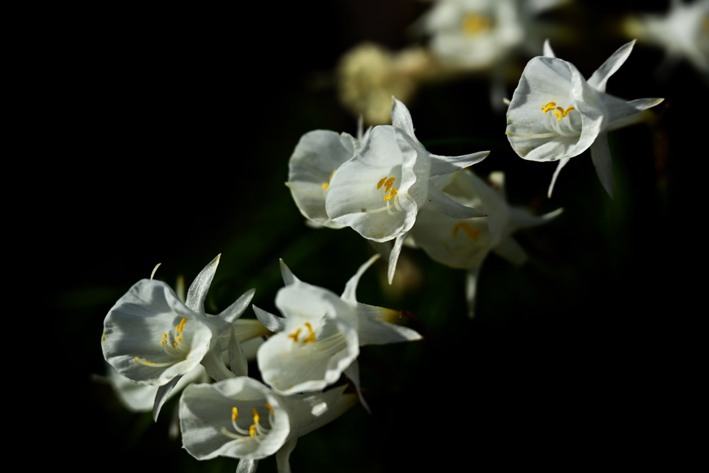 スイセンの原種