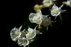 スイセンの原種