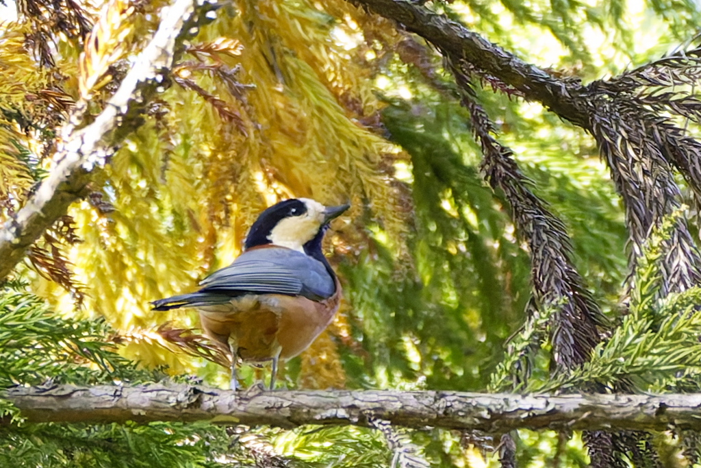 元気な山ちゃん