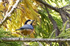 元気な山ちゃん