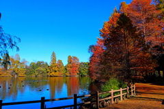 初冬の水辺公園