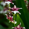 World Flowers in Flower Dome（8）