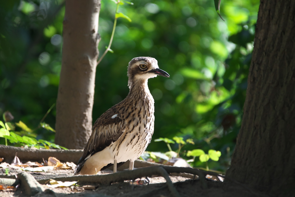 Bush Stone-curlew