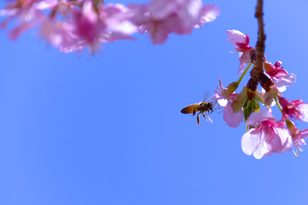 青空と河津桜に誘われて