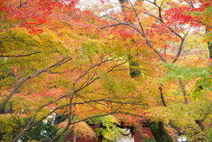 本土寺の紅葉　（ヘ）