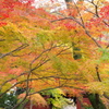 本土寺の紅葉　（ヘ）