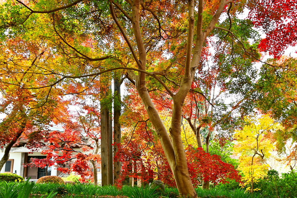 紅葉の観音寺境内