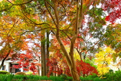 紅葉の観音寺境内