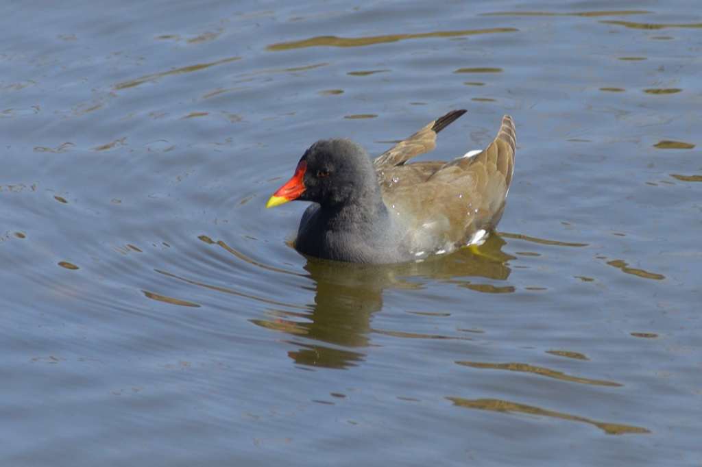 ババンバ、バンバンバン！