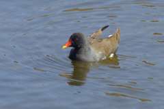 ババンバ、バンバンバン！