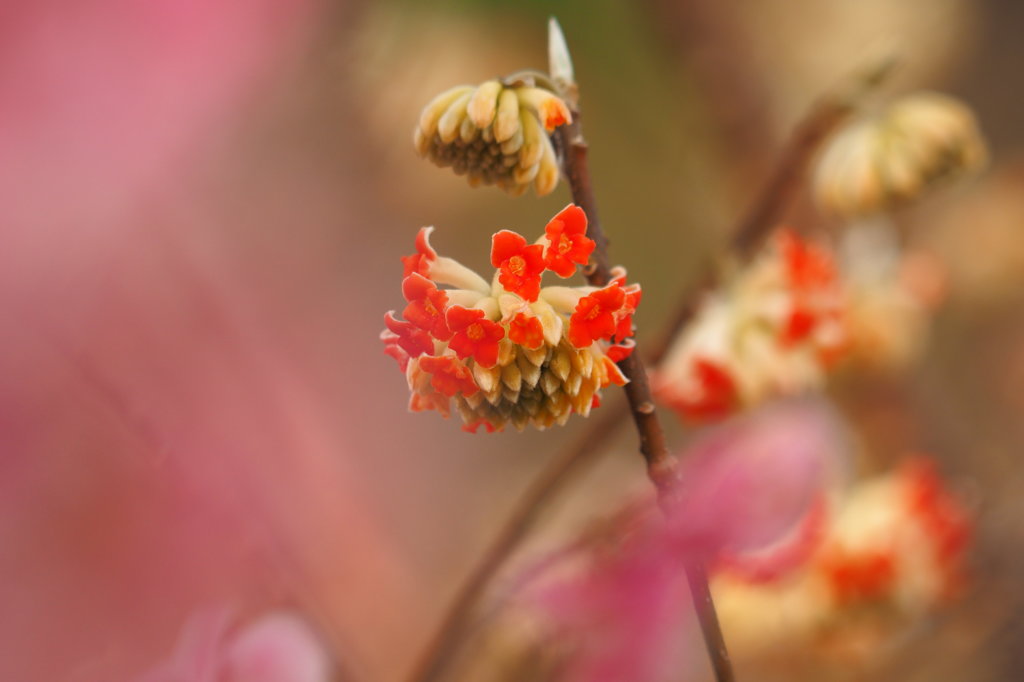 Oriental paperbush