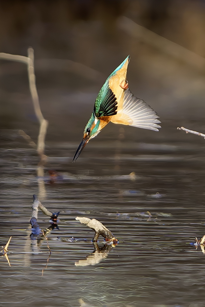 飛び込むカワちゃん