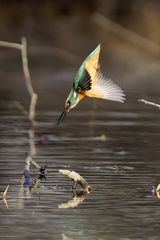 飛び込むカワちゃん