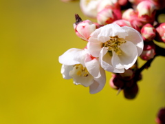 菜の花バックに木瓜の花