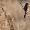 新春探鳥 ～百舌鳥♂～