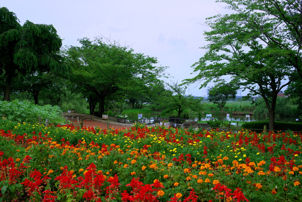 いつもの池で