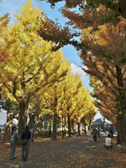 黄金色の並木道