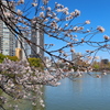 花見日和