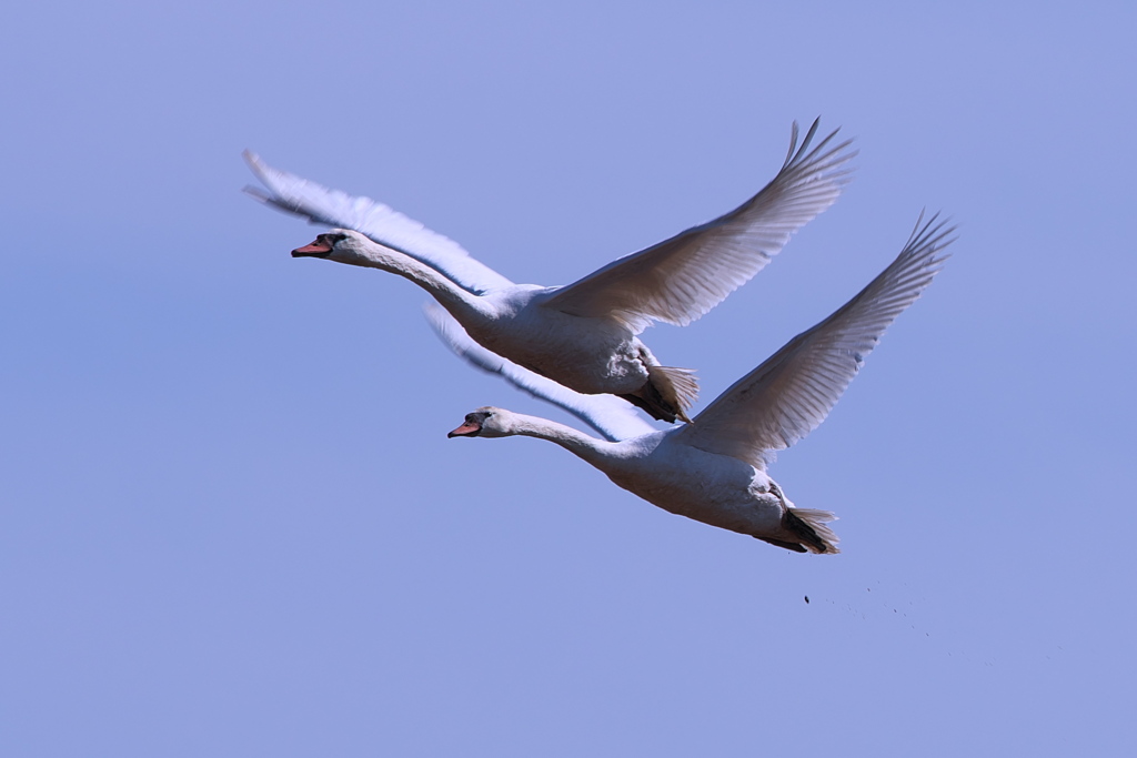 仲良し兄妹のシンクロ飛翔