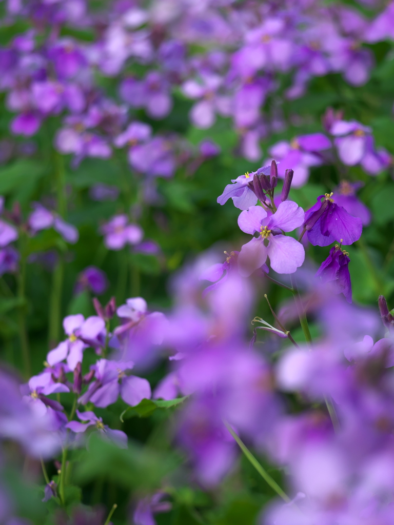 紫色の菜の花 By エバーグリーン Id 1026 写真共有サイト Photohito
