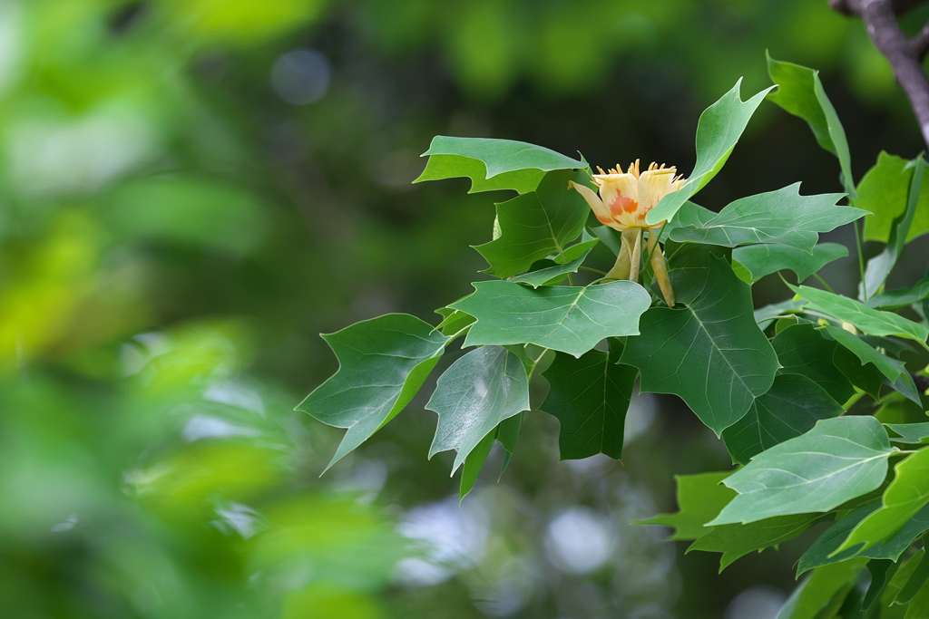 Tulip tree