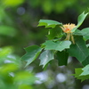 Tulip tree