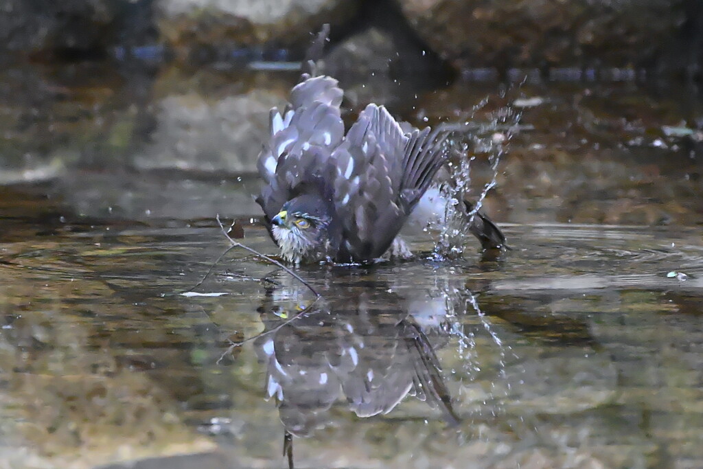 水浴びするハイタカ