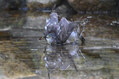 水浴びするハイタカ