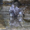 水浴びするハイタカ