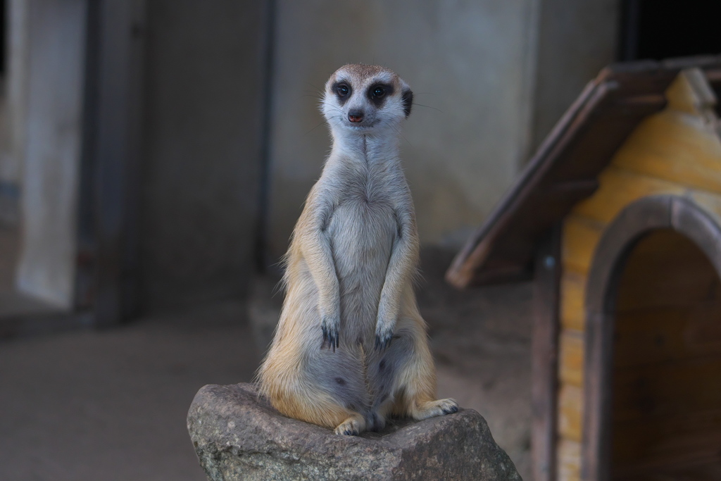 Meerkat