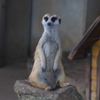 Meerkat