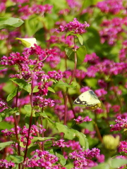 キチョウの追っかけっこ