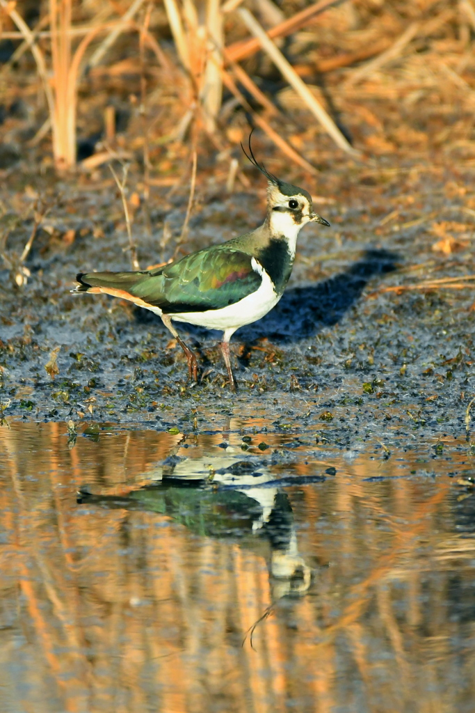 新春探鳥 ～田鳧～