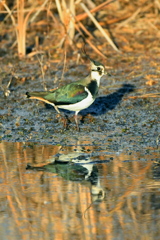 新春探鳥 ～田鳧～