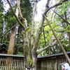 招霊の木（御神木）