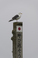 岬のカモメ