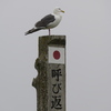 岬のカモメ