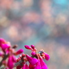 寒緋桜