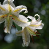 Gold-banded lily