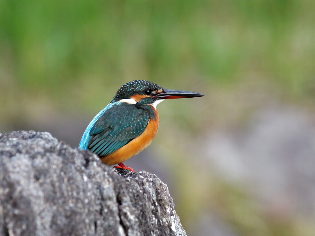 Kingfisher searching for prey