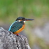 Kingfisher searching for prey