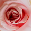 公園散歩≫≫Pink French Lace