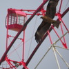 鳶と観覧車
