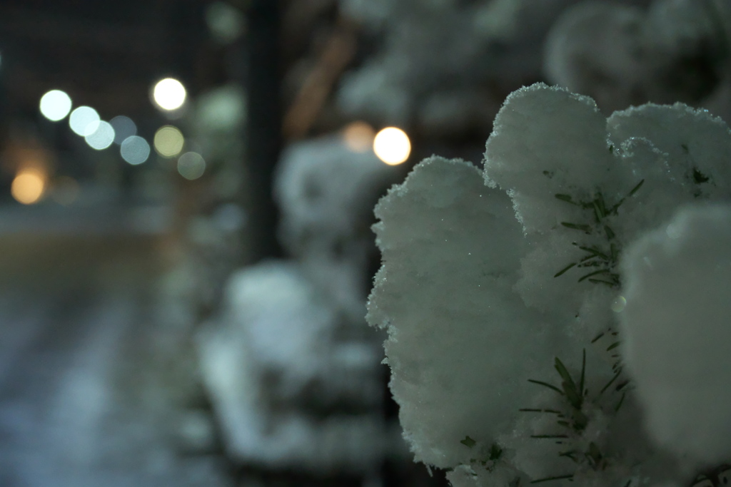 久しぶりの積雪で