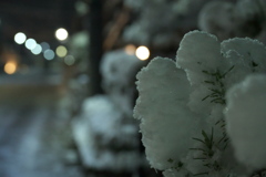 久しぶりの積雪で