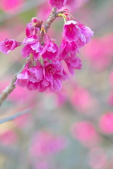 寒緋桜