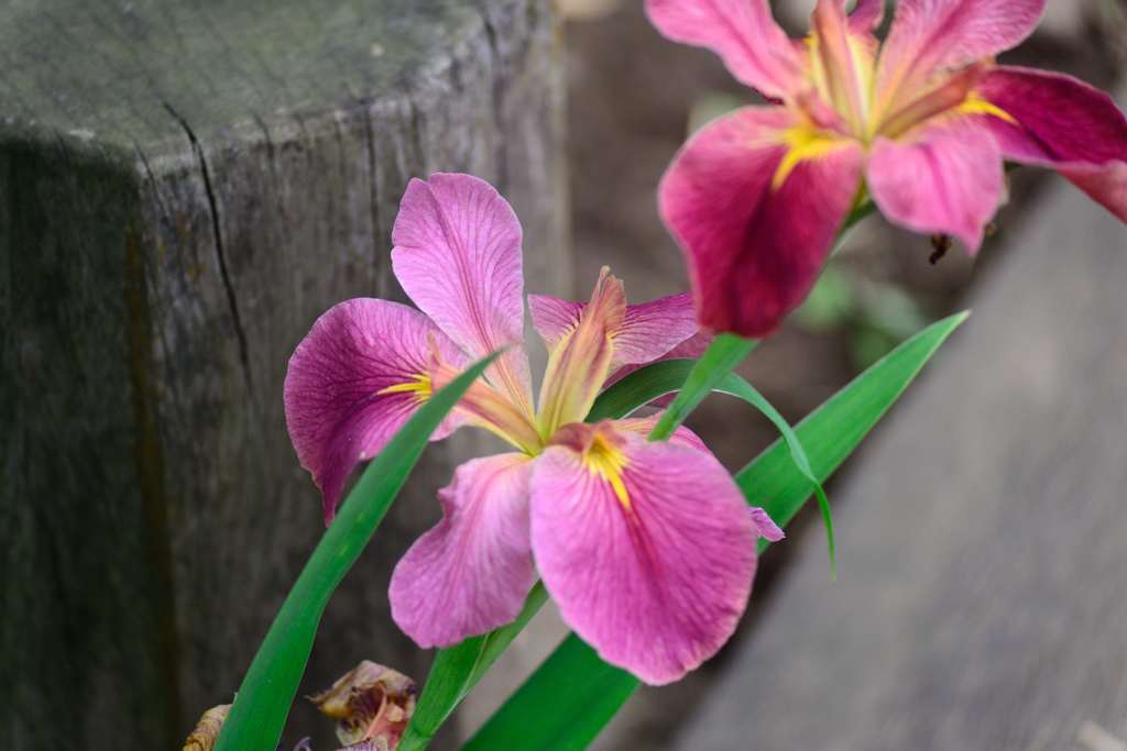 花菖蒲